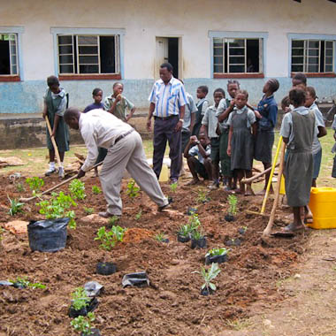 Planting a new shrub garden